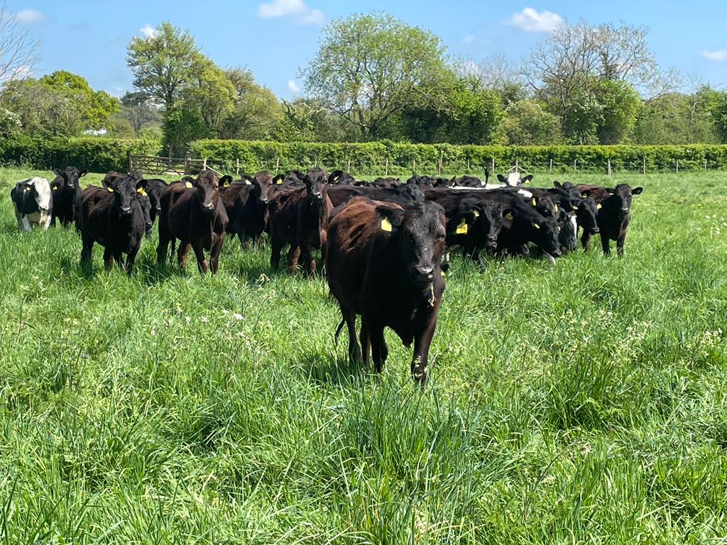 Our girls (cows) turn grass into milk